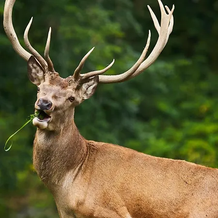 Eisbacherhof Schladming