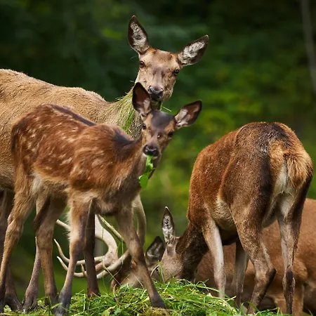 Eisbacherhof Lantgård