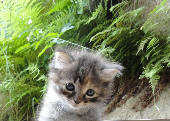 مزرعة للإقامة Eisbacherhof سخلادميخ