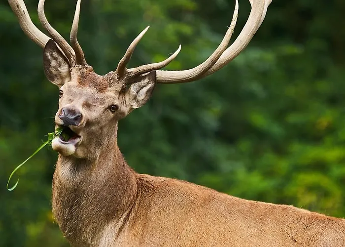 Eisbacherhof سخلادميخ