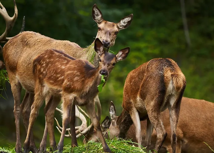 Eisbacherhof Agroturismo